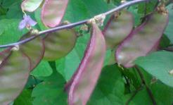 �ⶹ��ô�Nֲ�ܸ߮a���ⶹ�߮a�Nֲ���g