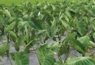 ���^��ô�Nֲ�����^�ķNֲ���g(sh��)Ҫ�c(di��n)��