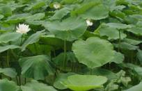 ɏź��ô�߮a�����Mɏź�߮aҪ���ù�������