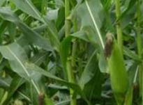 ����ʲô�r��Nֲ�ã����׸߮a�Nֲ������