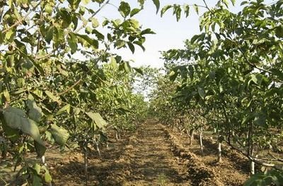 ���Ҙ䲻�Y(ji��)����ʲôԭ����ɵģ�