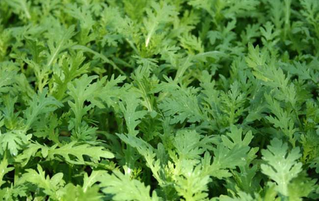 �������ӷNֲ�������������Ҫ�c��