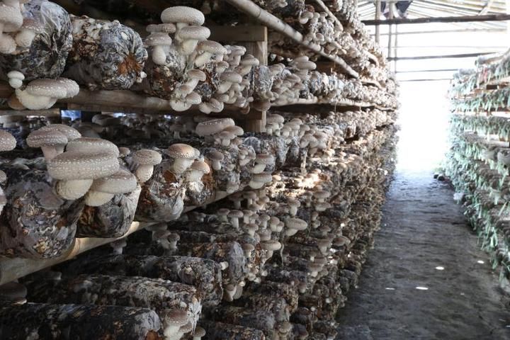 �㹽��������ι������㹽�߮a�������ɣ�