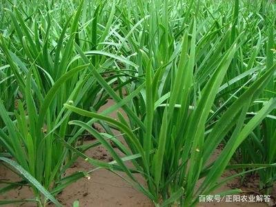 �²���ô�Nֲ�߮a(ch��n)���²˸߮a(ch��n)�Nֲ���g(sh��)��