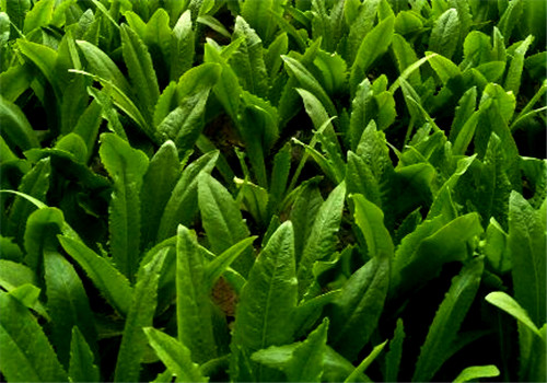 ������ʲô�r��Nֲ�������˷Nֲ����