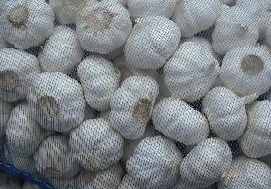 ����ʲô�r(sh��)��Nֲ�ã�����ķNֲ����