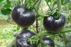 �ڷ��ѵķNֲǰ����Σ�