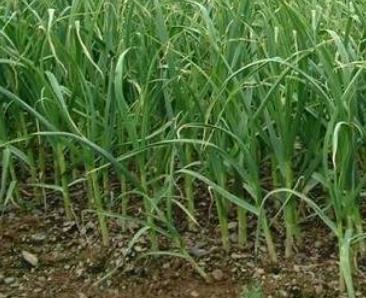 ����������ô�Nֲ����������Nֲ�÷���