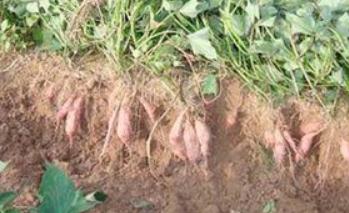 �t���Nֲ��ʲôҪ���٣�