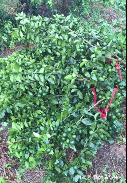 �_�L�������و@�֏����a���gָ����Ҋ