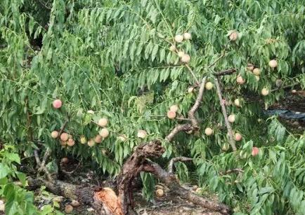 �_�L(f��ng)������҈@�֏�(f��)���a(ch��n)���g(sh��)ָ��(d��o)��Ҋ