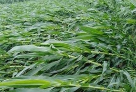 �_�L(f��ng)�������R�����������a(ch��n)Ӱ푼���(z��i)��֏�(f��)���g(sh��)ָ��(d��o)��Ҋ