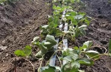 ��ݮ��������ι�������ݮ���ڹ���ע�����!