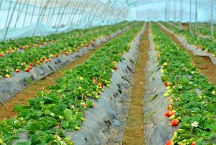 ��ݮ�ķNֲ�h(hu��n)������Щ��