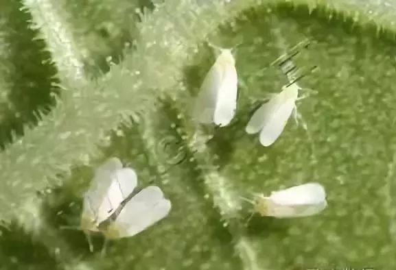 �Ĵ����M�����L���ڣ��@Щ�P�I���gһ��Ҫ���գ�