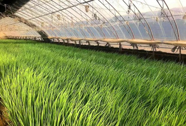 С���[ʲô�r�g���N��С���[Ʒ�N�x������Щ��