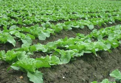 �＾��ײ˷Nֲ���ڸ߮a����