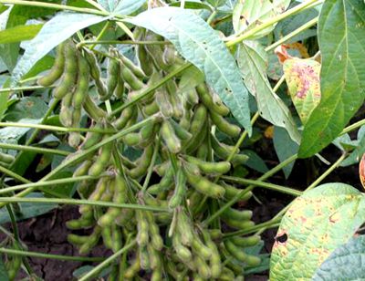 2019��ӱ�ʡ�󶹺������a���gָ����Ҋ