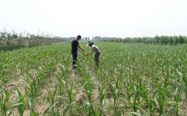 ����ʲô�r��Nֲ��?���׵ķNֲ�r�g�ͷ�����