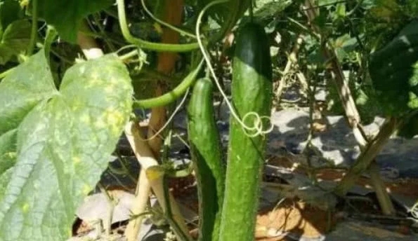 ���S��ʲô�r������������S�������ע����헣�