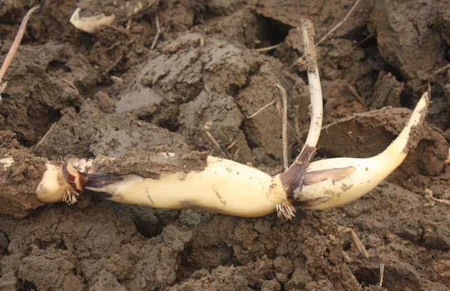 ɏź���Ӳ��ܸ߮a(ch��n)��ɏź�ĸ߮a(ch��n)�������g