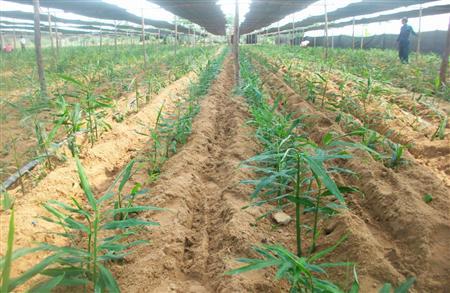 ������ô�Nֲ��