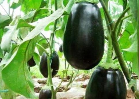 ������ô���N�����ӵĸ߮a�Nֲ������