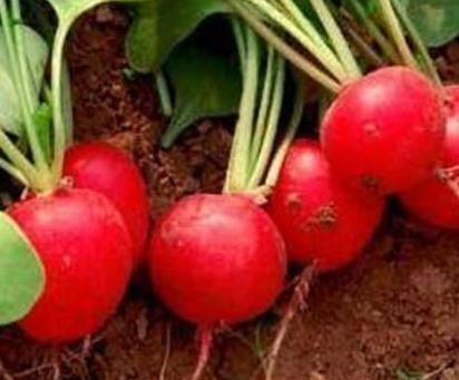 �����}�����ӷNֲ�������}�������ķ�����