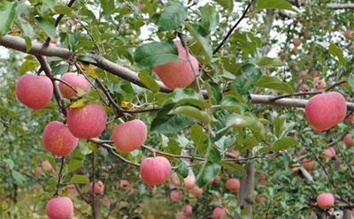 �O������˥ԭ������Щ���A���O����˥����ʩ��