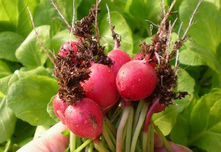 �����}��ʲô�r��Nֲ�������}���Ƿ���Ҫ��ˮ