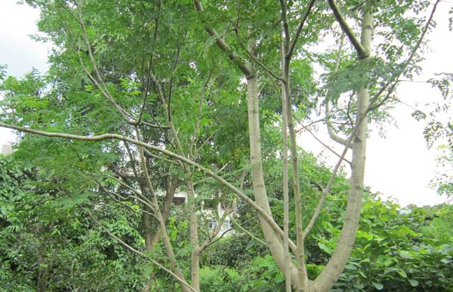 ��ľ��(sh��)�ķNֲǰ����Σ���ηNֲ��ľ��(sh��)��