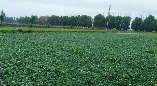 ���{����ô�Nֲ���������_�Nֲ���{���k����