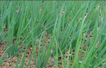 ���[�������Nֲ��