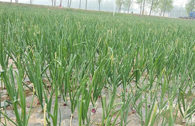 ���[�Nֲ��Ҫ��ô���������[�Nֲ�������gҪ�c��