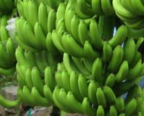 �㽶��οƌW(xu��)ʩ�ʣ�ʩ�ʼ��g(sh��)��