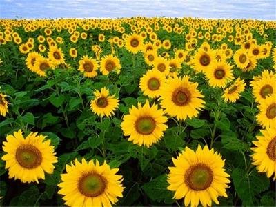 ���տ���ô�N�����տ��߮a�������g����Щ��