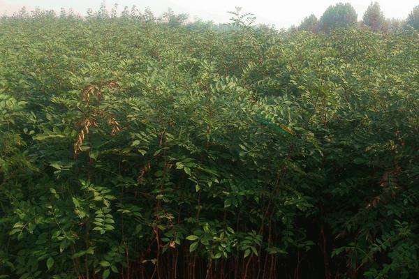 ����ʲô�r��Nֲ�������ķNֲ�c�������g