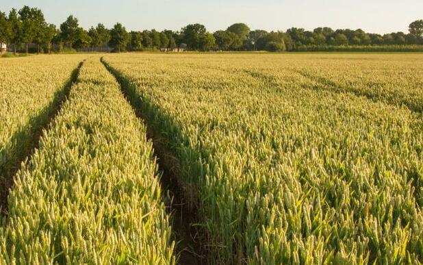 2019С��?zh��n)�ô�r(sh��)��Nֲ��С���Nֲע��Ҫ�c(di��n)��