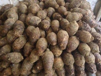 ���^��ô�N�����^�ķNֲ��������Щ��