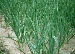 ����ķNֲ��������Щ����β��ܫ@�ø߮a(ch��n)��