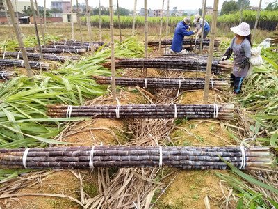 �ﶬ����ʲô�r(sh��)��N�ã���ô�N��