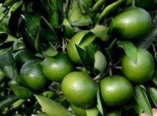 ����ڸ��ٞ�ʲô���L(zh��ng)��(g��)�����M(j��n)�����L(zh��ng)��(g��)�Ĵ�ʩ����Щ��