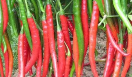 ������ô�N�������ķNֲ������