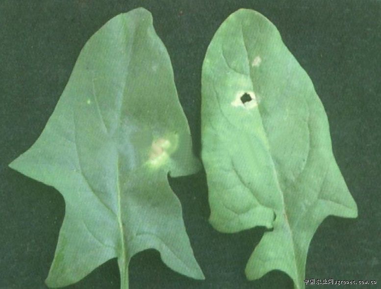 ���˰��c����ô�k ���˰��c���ķ��η���