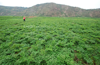 ���w��ô�Nֲ�����w�NֲЧ�漰���༼�g��