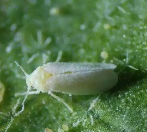 ��ȳ��F��ʭ��ô��Q��