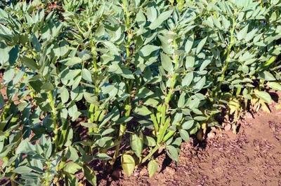 �߲��@��݆���Nֲ�����a������