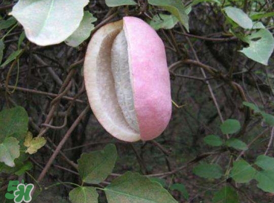 ���¹ϷNֲǰ����Σ����¹ϷNֲҪ�c��