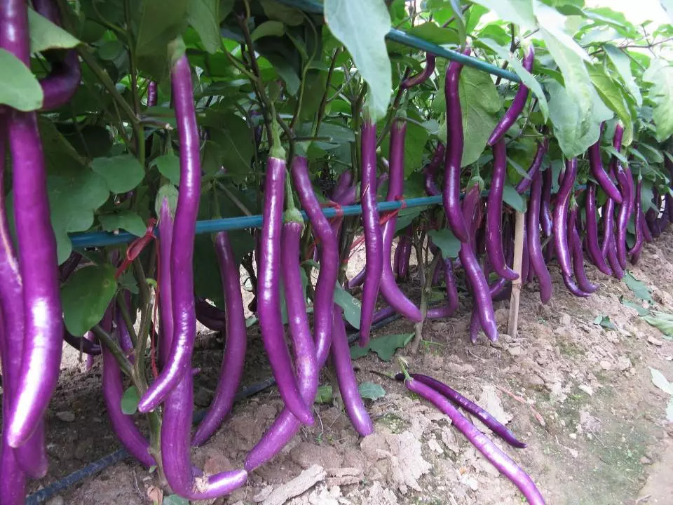 �＾�������༾�����＾������Ҫ��ô�ܣ�