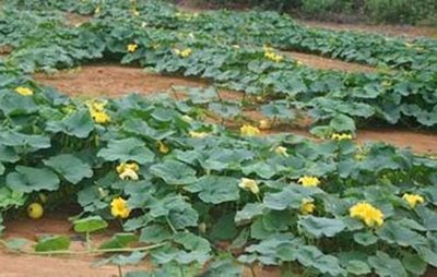 �ϹϹ��_�����Y����ô�k�����׌�Ϲ϶�����